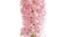 Hyacinth